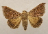  ( - 19-SRNP-45619)  @11 [ ] CreativeCommons  Attribution Non-Commercial Share-Alike (2023) Daniel H. Janzen Guanacaste Dry Forest Conservation Fund