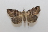  ( - 19-SRNP-45725)  @11 [ ] CreativeCommons  Attribution Non-Commercial Share-Alike (2023) Daniel H. Janzen Guanacaste Dry Forest Conservation Fund