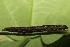  ( - 19-SRNP-45784)  @11 [ ] CreativeCommons  Attribution Non-Commercial Share-Alike (2023) Daniel H. Janzen Guanacaste Dry Forest Conservation Fund