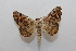  ( - 19-SRNP-46000)  @11 [ ] CreativeCommons  Attribution Non-Commercial Share-Alike (2023) Daniel H. Janzen Guanacaste Dry Forest Conservation Fund