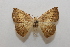  ( - 19-SRNP-46268)  @11 [ ] CreativeCommons  Attribution Non-Commercial Share-Alike (2023) Daniel H. Janzen Guanacaste Dry Forest Conservation Fund