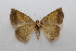  ( - 19-SRNP-46268)  @11 [ ] CreativeCommons  Attribution Non-Commercial Share-Alike (2023) Daniel H. Janzen Guanacaste Dry Forest Conservation Fund