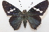  ( - 19-SRNP-46321)  @11 [ ] CreativeCommons  Attribution Non-Commercial Share-Alike (2023) Daniel H. Janzen Guanacaste Dry Forest Conservation Fund