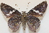  ( - 19-SRNP-46321)  @11 [ ] CreativeCommons  Attribution Non-Commercial Share-Alike (2023) Daniel H. Janzen Guanacaste Dry Forest Conservation Fund