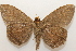  ( - 19-SRNP-46998)  @11 [ ] CreativeCommons  Attribution Non-Commercial Share-Alike (2023) Daniel H. Janzen Guanacaste Dry Forest Conservation Fund