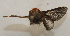  (Vipsania rosabellaDHJ02 - 19-SRNP-55754)  @11 [ ] CreativeCommons  Attribution Non-Commercial Share-Alike (2023) Daniel H. Janzen Guanacaste Dry Forest Conservation Fund