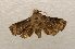  ( - 19-SRNP-55774)  @11 [ ] CreativeCommons  Attribution Non-Commercial Share-Alike (2023) Daniel H. Janzen Guanacaste Dry Forest Conservation Fund