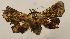  ( - 19-SRNP-55871)  @11 [ ] CreativeCommons  Attribution Non-Commercial Share-Alike (2023) Daniel H. Janzen Guanacaste Dry Forest Conservation Fund
