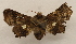  ( - 19-SRNP-55871)  @11 [ ] CreativeCommons  Attribution Non-Commercial Share-Alike (2023) Daniel H. Janzen Guanacaste Dry Forest Conservation Fund