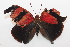  ( - 19-SRNP-56468)  @11 [ ] CreativeCommons  Attribution Non-Commercial Share-Alike (2023) Daniel H. Janzen Guanacaste Dry Forest Conservation Fund