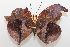  ( - 19-SRNP-56468)  @11 [ ] CreativeCommons  Attribution Non-Commercial Share-Alike (2023) Daniel H. Janzen Guanacaste Dry Forest Conservation Fund