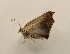  ( - 19-SRNP-65049)  @11 [ ] CreativeCommons  Attribution Non-Commercial Share-Alike (2023) Daniel H. Janzen Guanacaste Dry Forest Conservation Fund