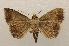  ( - 19-SRNP-65147)  @11 [ ] CreativeCommons  Attribution Non-Commercial Share-Alike (2023) Daniel H. Janzen Guanacaste Dry Forest Conservation Fund