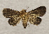  ( - 19-SRNP-65239)  @11 [ ] CreativeCommons  Attribution Non-Commercial Share-Alike (2023) Daniel H. Janzen Guanacaste Dry Forest Conservation Fund