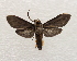  ( - 19-SRNP-65295)  @11 [ ] CreativeCommons  Attribution Non-Commercial Share-Alike (2023) Daniel H. Janzen Guanacaste Dry Forest Conservation Fund