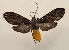  ( - 19-SRNP-65296)  @11 [ ] CreativeCommons  Attribution Non-Commercial Share-Alike (2023) Daniel H. Janzen Guanacaste Dry Forest Conservation Fund