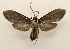  ( - 19-SRNP-65296)  @11 [ ] CreativeCommons  Attribution Non-Commercial Share-Alike (2023) Daniel H. Janzen Guanacaste Dry Forest Conservation Fund