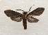  ( - 19-SRNP-65297)  @11 [ ] CreativeCommons  Attribution Non-Commercial Share-Alike (2023) Daniel H. Janzen Guanacaste Dry Forest Conservation Fund