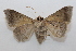  ( - 19-SRNP-65308)  @11 [ ] CreativeCommons  Attribution Non-Commercial Share-Alike (2023) Daniel H. Janzen Guanacaste Dry Forest Conservation Fund