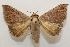  ( - 19-SRNP-65309)  @11 [ ] CreativeCommons  Attribution Non-Commercial Share-Alike (2023) Daniel H. Janzen Guanacaste Dry Forest Conservation Fund