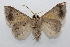  ( - 19-SRNP-65310)  @11 [ ] CreativeCommons  Attribution Non-Commercial Share-Alike (2023) Daniel H. Janzen Guanacaste Dry Forest Conservation Fund