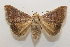  ( - 19-SRNP-65311)  @11 [ ] CreativeCommons  Attribution Non-Commercial Share-Alike (2023) Daniel H. Janzen Guanacaste Dry Forest Conservation Fund