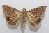  ( - 19-SRNP-65312)  @11 [ ] CreativeCommons  Attribution Non-Commercial Share-Alike (2023) Daniel H. Janzen Guanacaste Dry Forest Conservation Fund