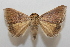  ( - 19-SRNP-65328)  @11 [ ] CreativeCommons  Attribution Non-Commercial Share-Alike (2023) Daniel H. Janzen Guanacaste Dry Forest Conservation Fund