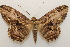  ( - 19-SRNP-65744)  @11 [ ] CreativeCommons  Attribution Non-Commercial Share-Alike (2023) Daniel H. Janzen Guanacaste Dry Forest Conservation Fund