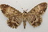  ( - 19-SRNP-65744)  @11 [ ] CreativeCommons  Attribution Non-Commercial Share-Alike (2023) Daniel H. Janzen Guanacaste Dry Forest Conservation Fund
