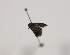  ( - 19-SRNP-70083)  @11 [ ] CreativeCommons  Attribution Non-Commercial Share-Alike (2023) Daniel H. Janzen Guanacaste Dry Forest Conservation Fund