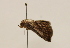  ( - 19-SRNP-70815)  @11 [ ] CreativeCommons  Attribution Non-Commercial Share-Alike (2023) Daniel H. Janzen Guanacaste Dry Forest Conservation Fund