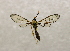  (ereMalaise2569 - 19-SRNP-70910)  @11 [ ] CreativeCommons  Attribution Non-Commercial Share-Alike (2023) Daniel H. Janzen Guanacaste Dry Forest Conservation Fund