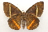  ( - 19-SRNP-723)  @11 [ ] CreativeCommons  Attribution Non-Commercial Share-Alike (2023) Daniel H. Janzen Guanacaste Dry Forest Conservation Fund
