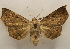  ( - 19-SRNP-751)  @11 [ ] CreativeCommons  Attribution Non-Commercial Share-Alike (2023) Daniel H. Janzen Guanacaste Dry Forest Conservation Fund