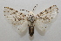  ( - 19-SRNP-75894)  @11 [ ] CreativeCommons  Attribution Non-Commercial Share-Alike (2023) Daniel H. Janzen Guanacaste Dry Forest Conservation Fund