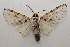  ( - 19-SRNP-75894)  @11 [ ] CreativeCommons  Attribution Non-Commercial Share-Alike (2023) Daniel H. Janzen Guanacaste Dry Forest Conservation Fund