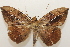  ( - 19-SRNP-81545)  @11 [ ] CreativeCommons  Attribution Non-Commercial Share-Alike (2023) Daniel H. Janzen Guanacaste Dry Forest Conservation Fund