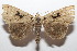  ( - 20-SRNP-101337)  @11 [ ] CreativeCommons  Attribution Non-Commercial Share-Alike (2023) Daniel H. Janzen Guanacaste Dry Forest Conservation Fund