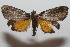  ( - 20-SRNP-101556)  @11 [ ] CreativeCommons  Attribution Non-Commercial Share-Alike (2023) Daniel H. Janzen Guanacaste Dry Forest Conservation Fund