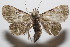  ( - 20-SRNP-101807)  @11 [ ] CreativeCommons  Attribution Non-Commercial Share-Alike (2023) Daniel H. Janzen Guanacaste Dry Forest Conservation Fund