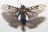  ( - 20-SRNP-101997)  @11 [ ] CreativeCommons  Attribution Non-Commercial Share-Alike (2023) Daniel H. Janzen Guanacaste Dry Forest Conservation Fund