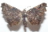  ( - 20-SRNP-102215)  @11 [ ] CreativeCommons  Attribution Non-Commercial Share-Alike (2023) Daniel H. Janzen Guanacaste Dry Forest Conservation Fund