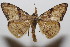  ( - 20-SRNP-102760)  @11 [ ] CreativeCommons  Attribution Non-Commercial Share-Alike (2023) Daniel H. Janzen Guanacaste Dry Forest Conservation Fund