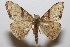  ( - 20-SRNP-102894)  @11 [ ] CreativeCommons  Attribution Non-Commercial Share-Alike (2023) Daniel H. Janzen Guanacaste Dry Forest Conservation Fund