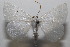  ( - 20-SRNP-103334)  @11 [ ] CreativeCommons  Attribution Non-Commercial Share-Alike (2023) Daniel H. Janzen Guanacaste Dry Forest Conservation Fund