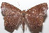  ( - 20-SRNP-103352)  @11 [ ] CreativeCommons  Attribution Non-Commercial Share-Alike (2023) Daniel H. Janzen Guanacaste Dry Forest Conservation Fund