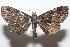 ( - 20-SRNP-103441)  @11 [ ] CreativeCommons  Attribution Non-Commercial Share-Alike (2023) Daniel H. Janzen Guanacaste Dry Forest Conservation Fund