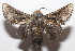  (Perola ask Epstein - 20-SRNP-104252)  @11 [ ] CreativeCommons  Attribution Non-Commercial Share-Alike (2023) Daniel H. Janzen Guanacaste Dry Forest Conservation Fund