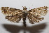  ( - 20-SRNP-104276)  @11 [ ] CreativeCommons  Attribution Non-Commercial Share-Alike (2023) Daniel H. Janzen Guanacaste Dry Forest Conservation Fund
